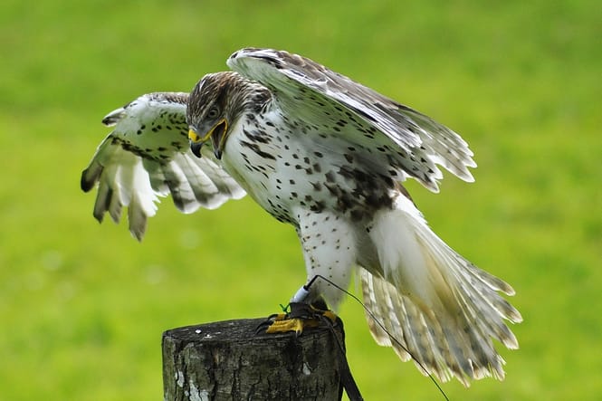 falcon-138556_1920